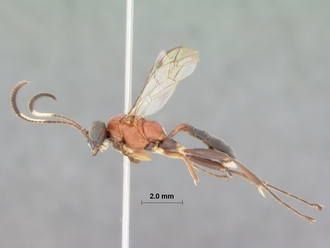 Crytea_ceta_HOLOTYPE
