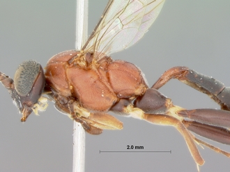Crytea_ceta_HOLOTYPE