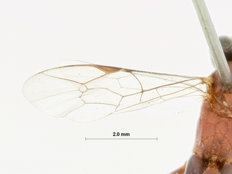 Crytea_ceta_HOLOTYPE