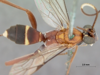 Crytea_hemerythraea_HOLOTYPE