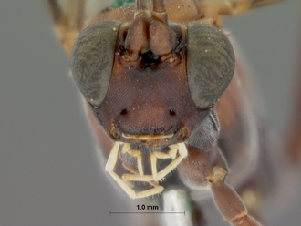 Crytea_hemerythraea_HOLOTYPE