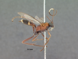Crytea_hemerythraea_HOLOTYPE