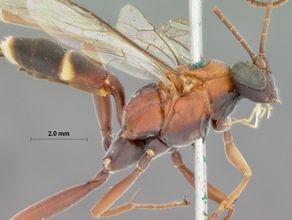 Crytea_hemerythraea_HOLOTYPE