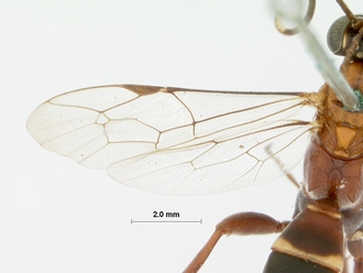 Crytea_hemerythraea_HOLOTYPE