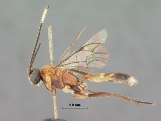 Crytea_phorcys_HOLOTYPE