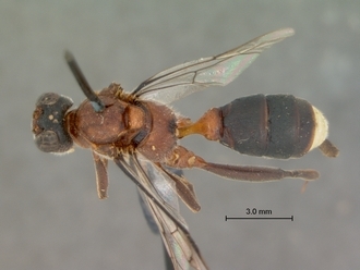 Ctenocalus_cephalotus_HOLOTYPE