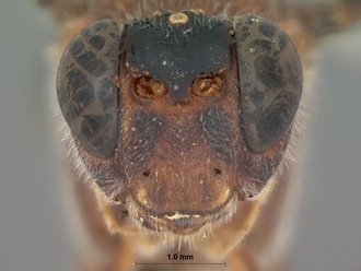 Ctenocalus_cephalotus_HOLOTYPE