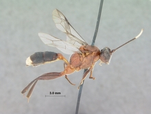 Ctenocalus_cephalotus_HOLOTYPE