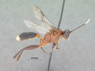 Ctenocalus_cephalotus_HOLOTYPE