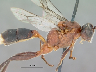 Ctenocalus_cephalotus_HOLOTYPE