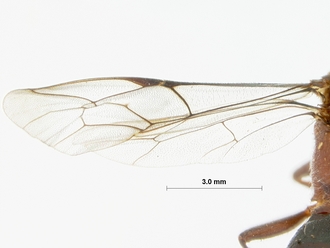 Ctenocalus_cephalotus_HOLOTYPE
