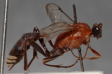 Ctenochares_rufithorax_HOLOTYPE
