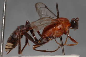 Henicophatnus_rufithorax_HOLOTYPE