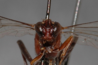 Henicophatnus_rufithorax_HOLOTYPE