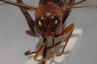 Henicophatnus_rufithorax_HOLOTYPE