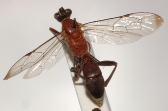 Henicophatnus_rufithorax_HOLOTYPE