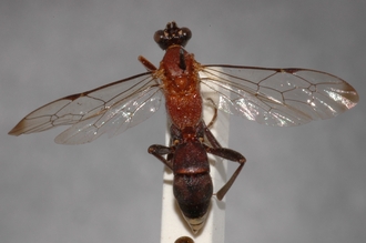 Henicophatnus_rufithorax_HOLOTYPE