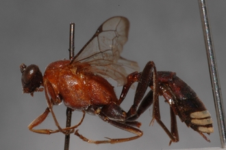 Henicophatnus_rufithorax_HOLOTYPE