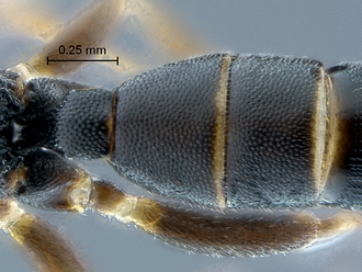 Dicaelotus asantesana T2