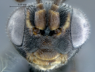Dicaelotus asantesana face