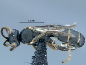 Dicaelotus asantesana habitus dorsal