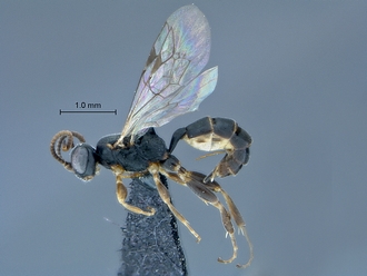 Dicaelotus asantesana habitus profile