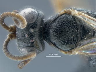 Dicaelotus asantesana head mesosoma