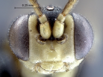 Dicaelotus asantesana male face