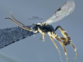 Dicaelotus asantesana male habitus profile