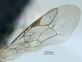 Dicaelotus asantesana wings