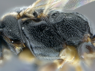 Dicaelotus asantesana SAM-HYM-PO47364 mesosoma lateral