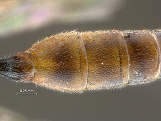 Dicaelotus cariniscutis T2