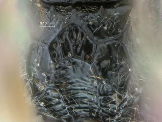 Dicaelotus cariniscutis propodeum