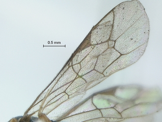 Dicaelotus cariniscutis wings