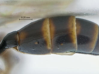 Dicaelotus hoerikwaggoensis T2