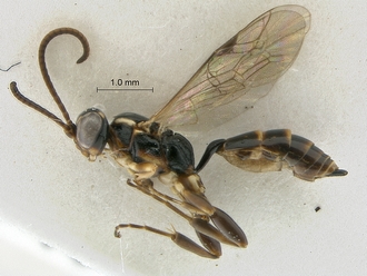 Dicaelotus hoerikwaggoensis habitus profile
