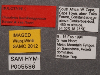Dicaelotus hoerikwaggoensis labels