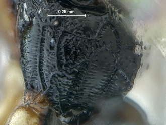 Dicaelotus hoerikwaggoensis propodeum