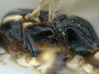 Dicaelotus hoerikwaggoensis_P005586_mesosma_profile