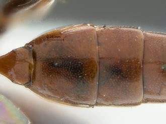 Dicaelotus tablemountainensis T2