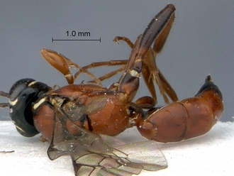 Dicaelotus tablemountainensis habitus dorsal