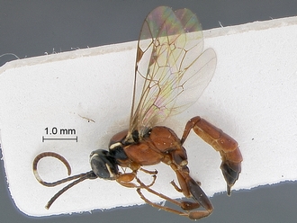 Dicaelotus tablemountainensis habitus profile