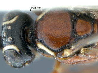 Dicaelotus tablemountainensis head mesosoma