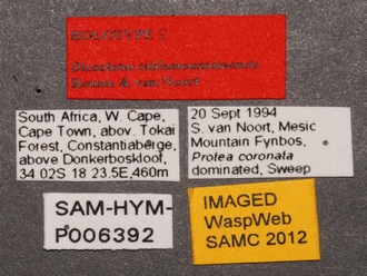 Dicaelotus tablemountainensis labels