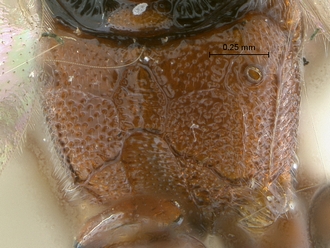 Dicaelotus tablemountainensis propodeum