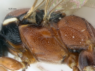 Dicaelotus tablemountainensis SAM-HYM-P006392 mesosoma profile