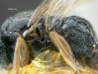 Dicaelotus_cariniscutis_mesosoma profile