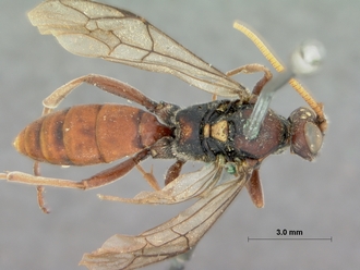 Diphyus_brevis_HOLOTYPE
