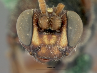 Diphyus_brevis_HOLOTYPE