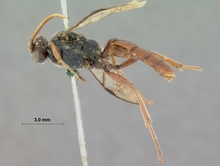 Diphyus_lalandei_HOLOTYPE